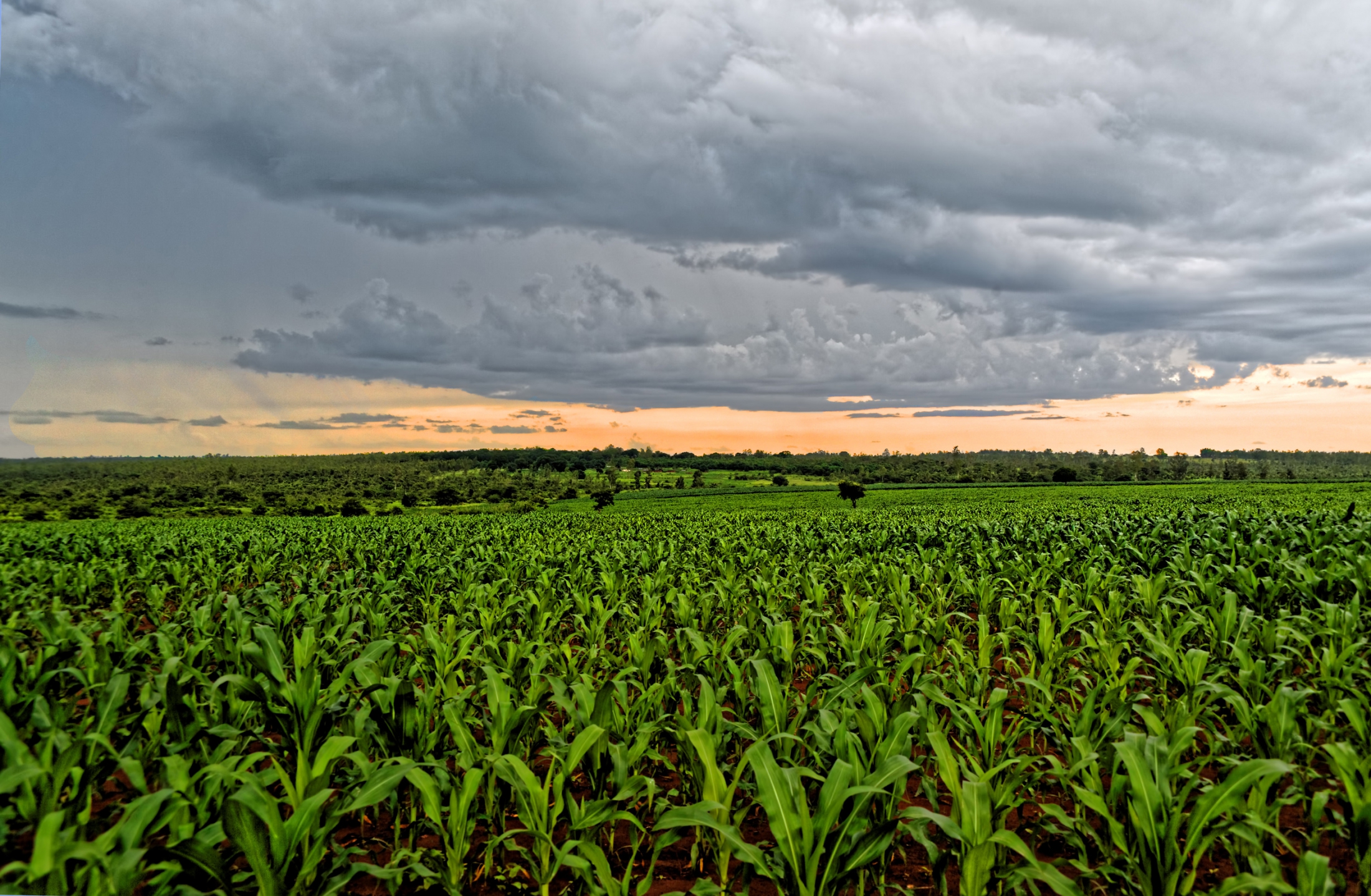 Corn Field Malawi